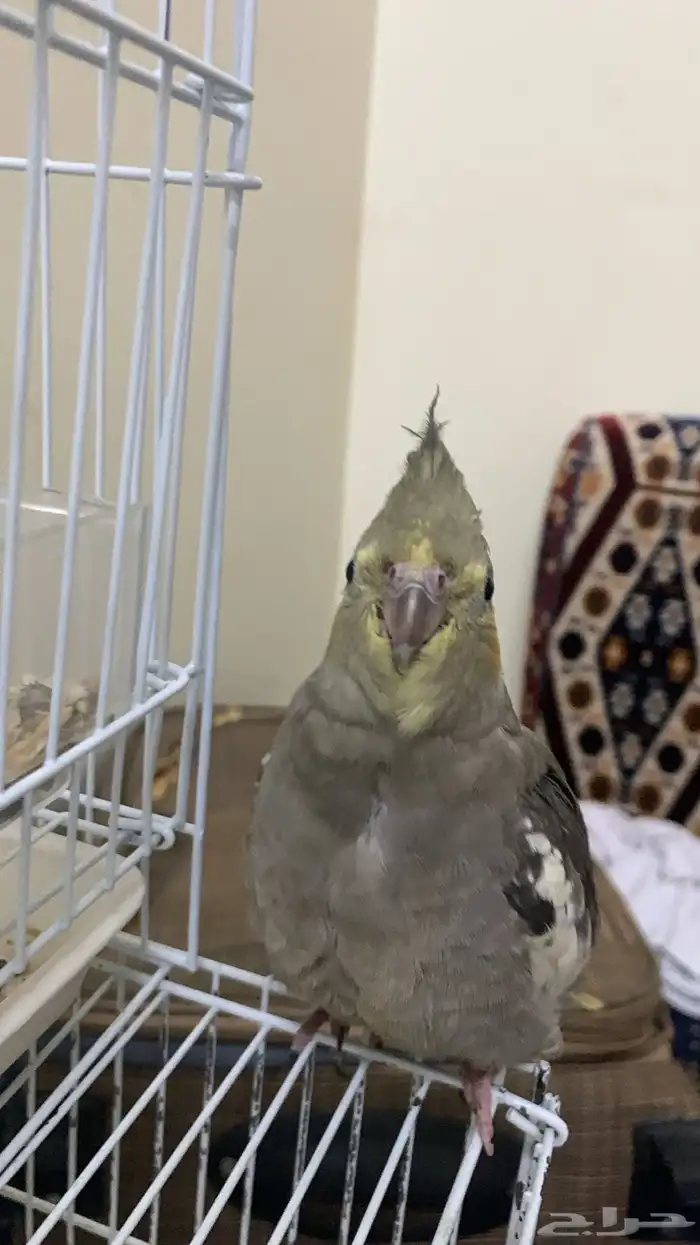 كروان ضايع في الرابيه 0