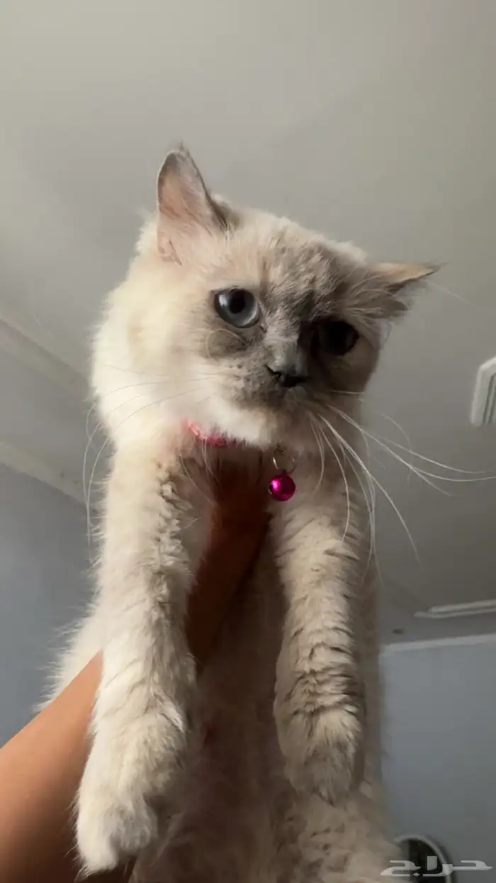 قطط للتبني 0