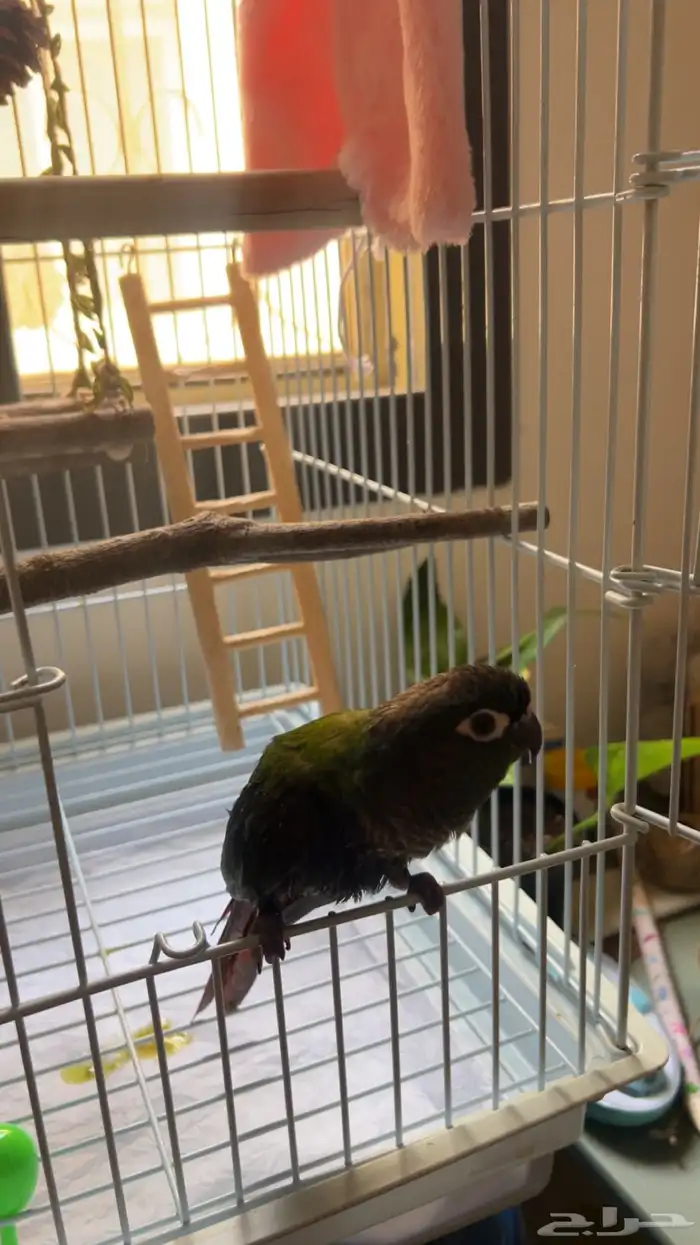 ببغاء كنيور قرين شيك للبيع 1