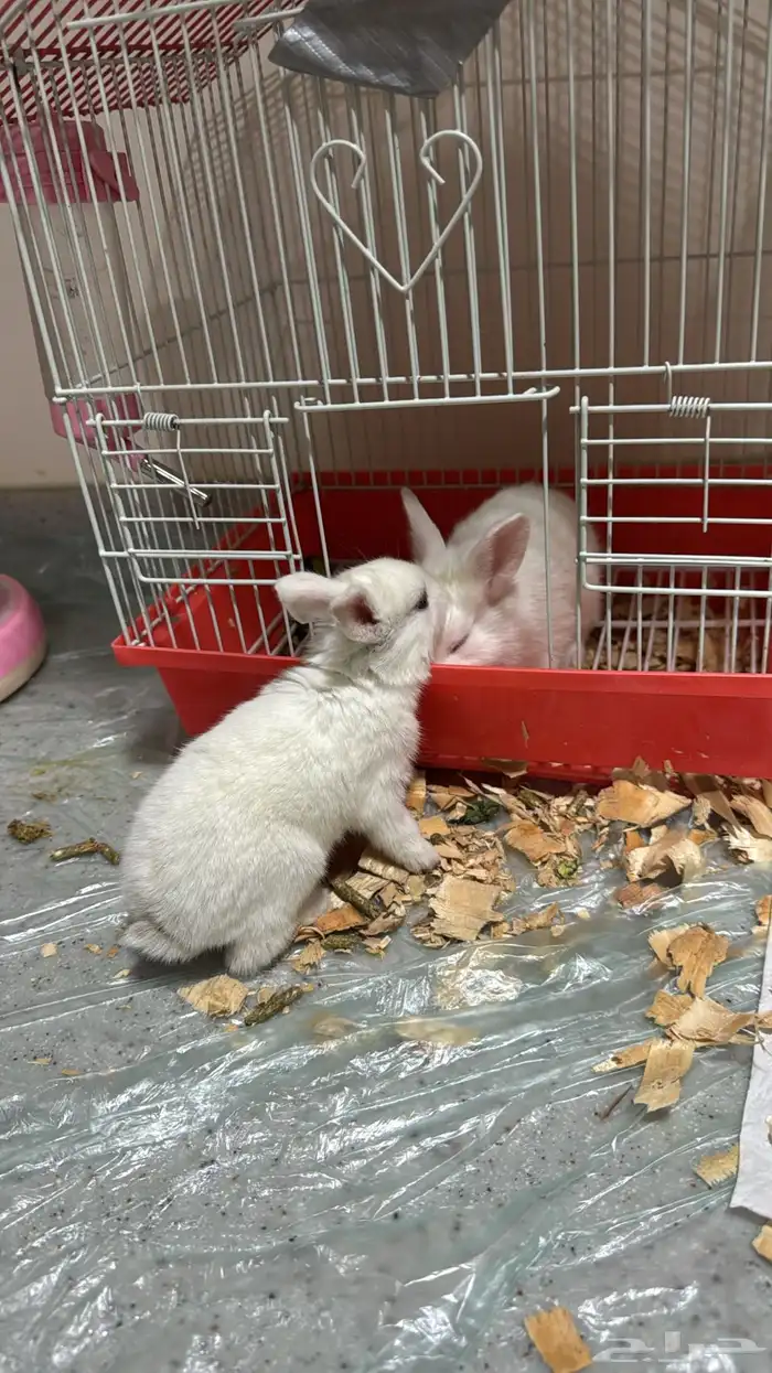 صغار ارنب للبيع 4