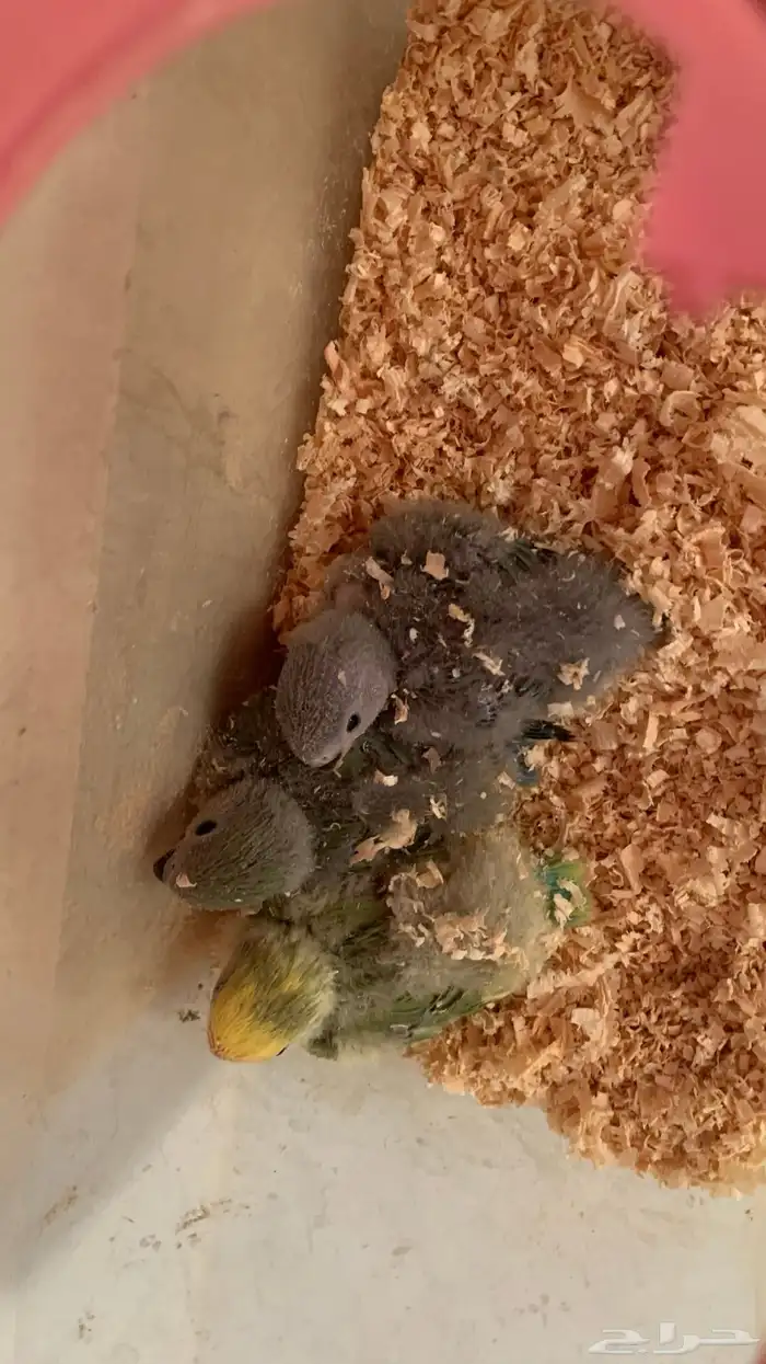 فروخ روز بداية غر 1