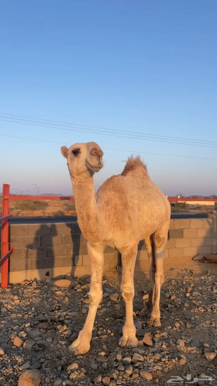 قعود علياني حق 3