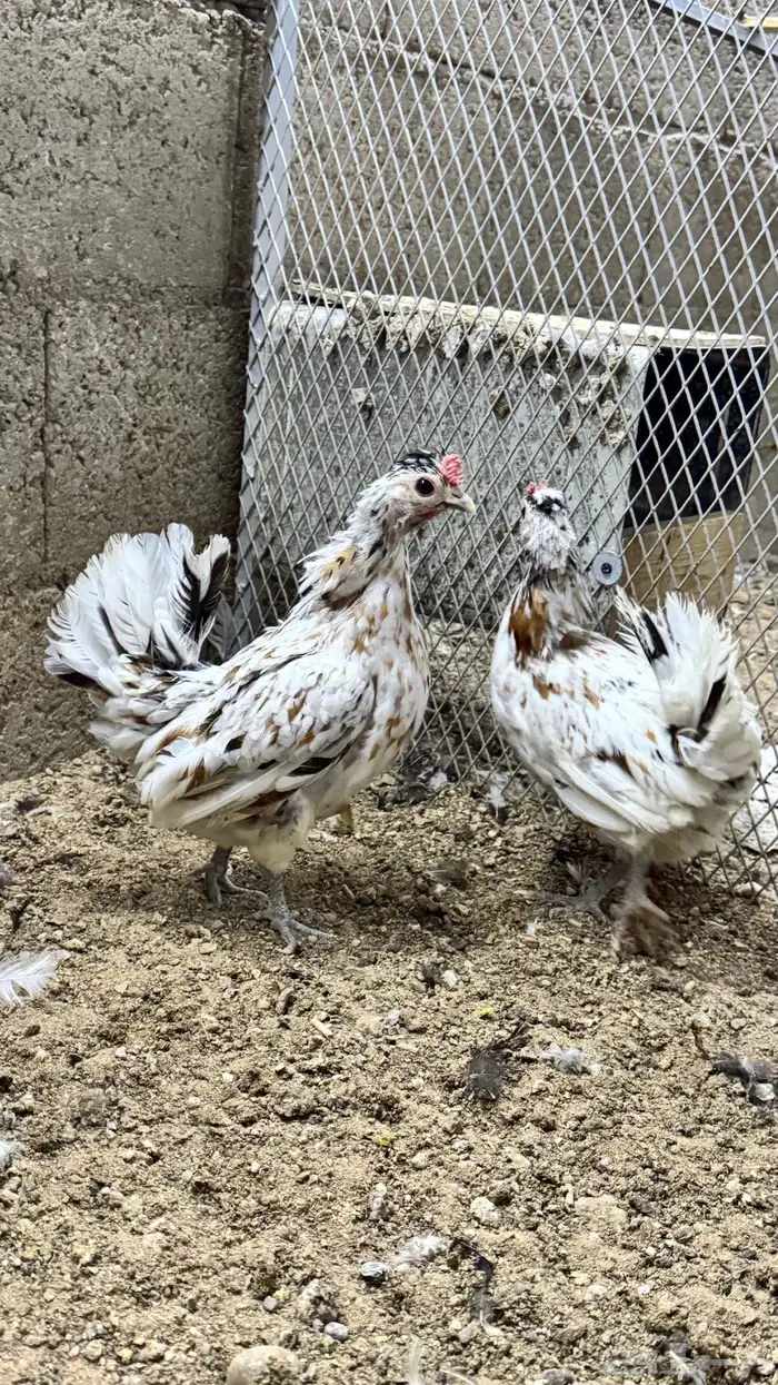 دجاج كويتي حباحب مشكل 4