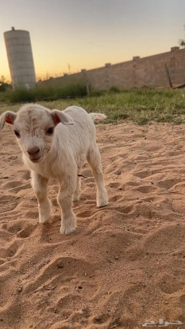 ماعز قزم العمر يوم 0