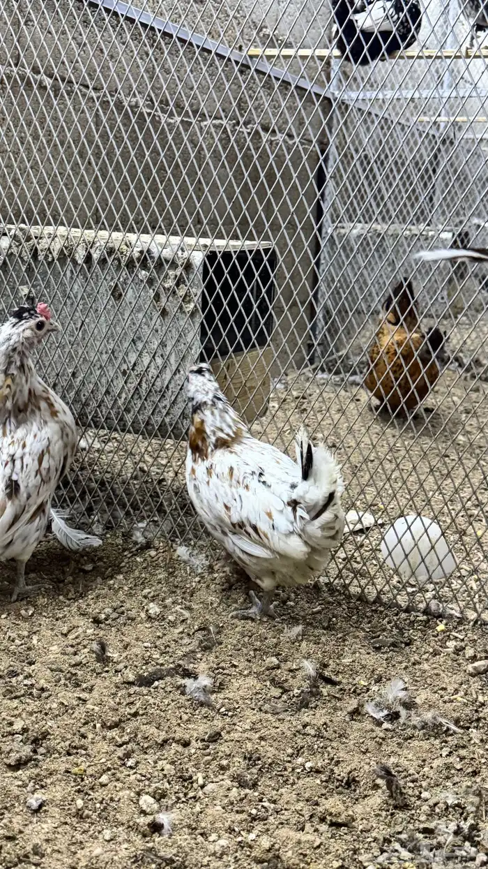 دجاج كويتي حباحب مشكل 3