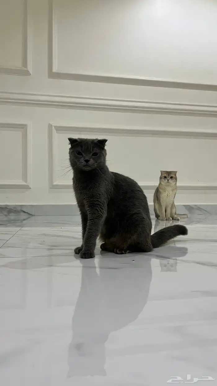 متوفر قطط سكوتش فولد للتبني البيع 1