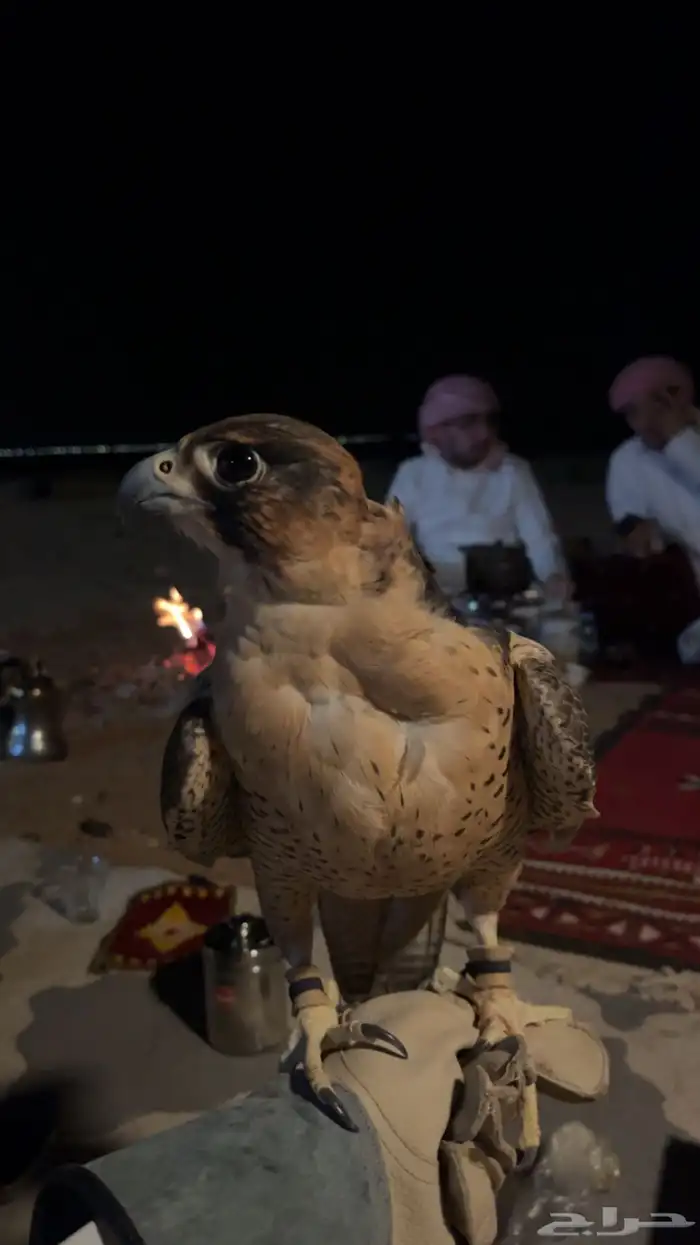 طير شيهانه 5