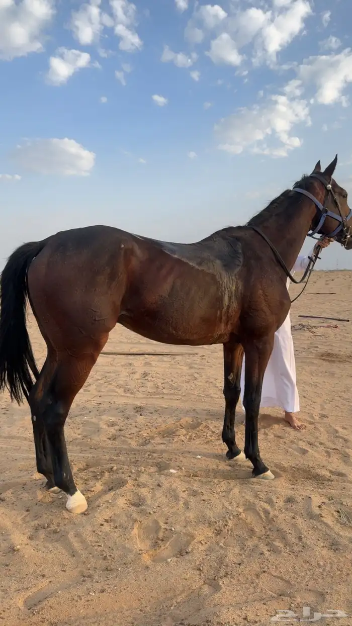 حصان انقليزي 2