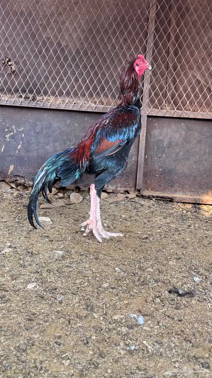 ديك باكستاني سندي 1