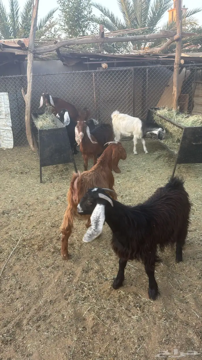 جفار عوارض للبيع 8