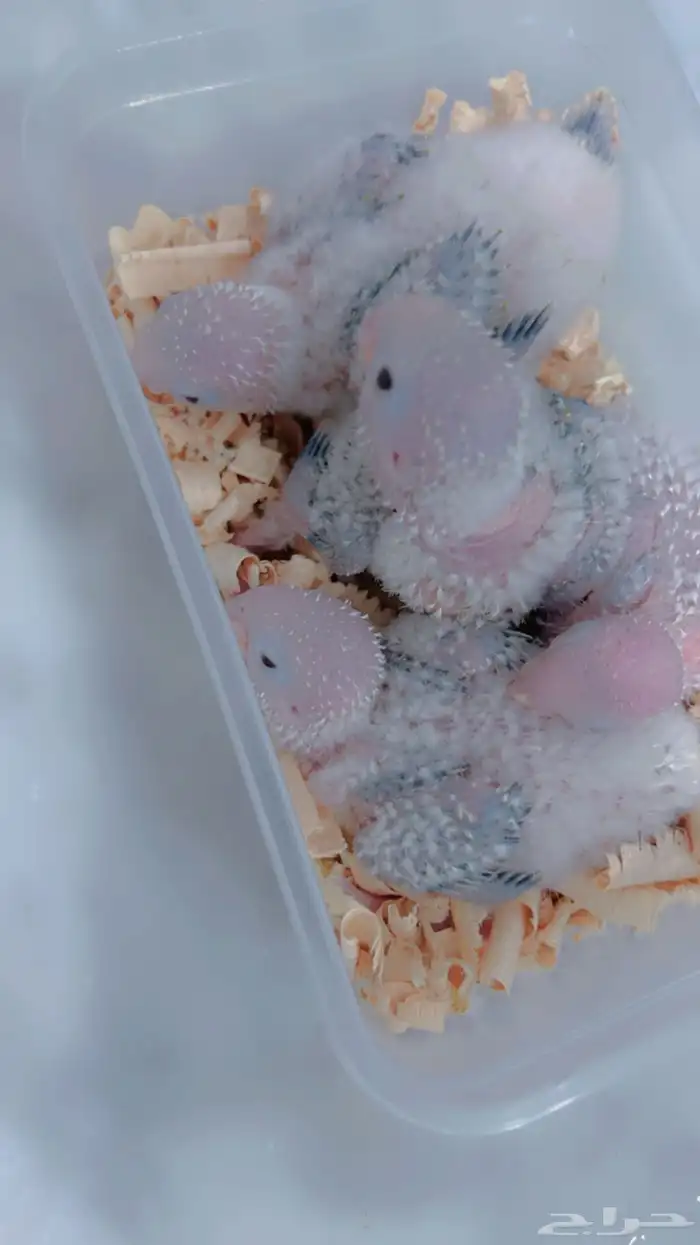 فروخ كنيور يلوسايد واناناس 2