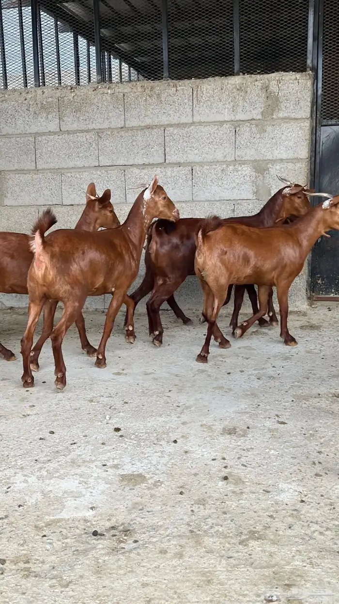 جفار دهم عدد 7 ( تم البيع ) 10