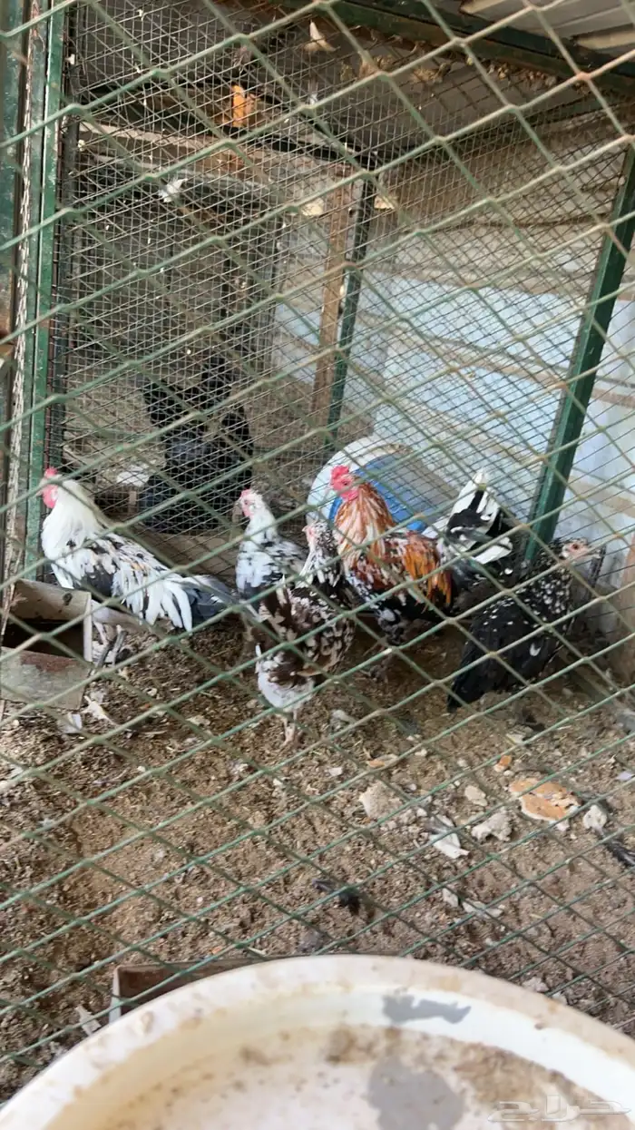 دجاج ماكنتوش كفو كفو نظيف 2