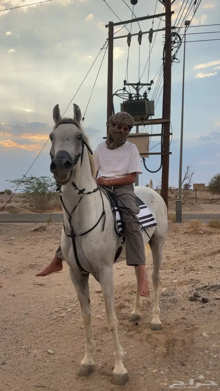 حصان ل البيع 6