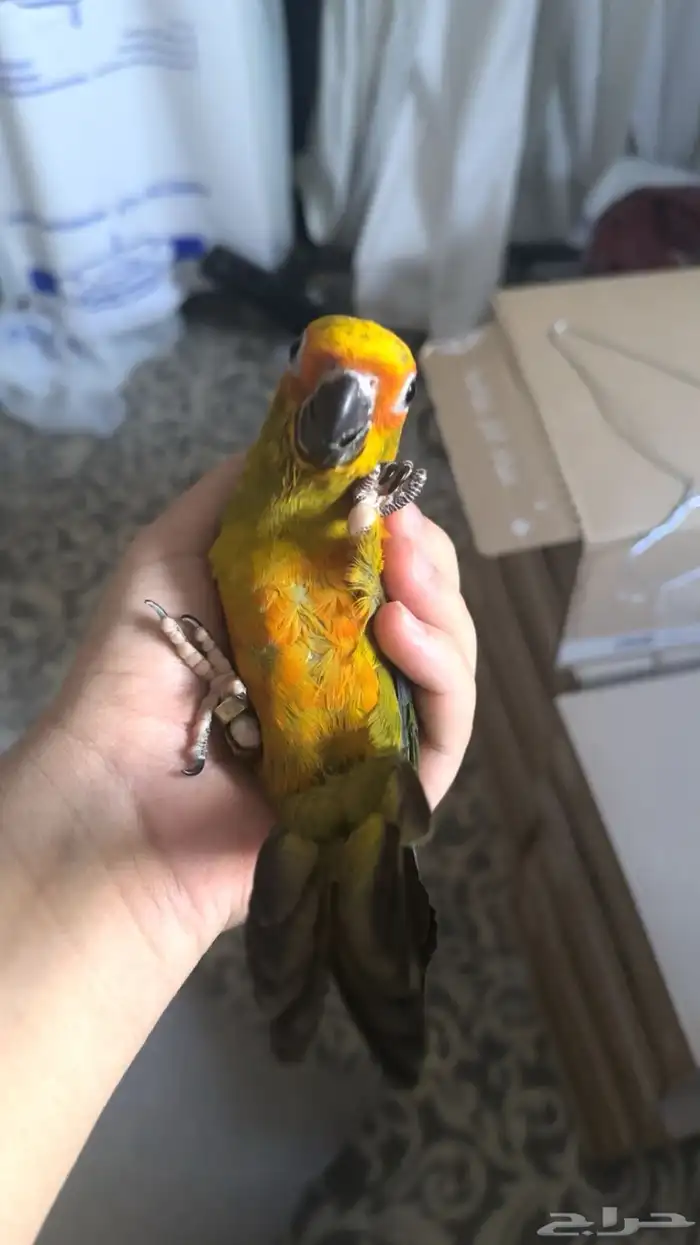 فرخ صن كنيور 0