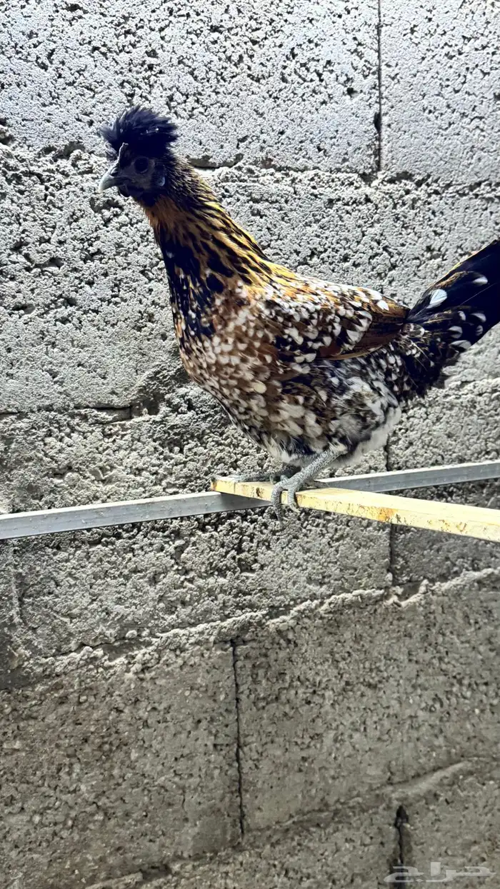 دجاج كويتي حباحب مشكل 51