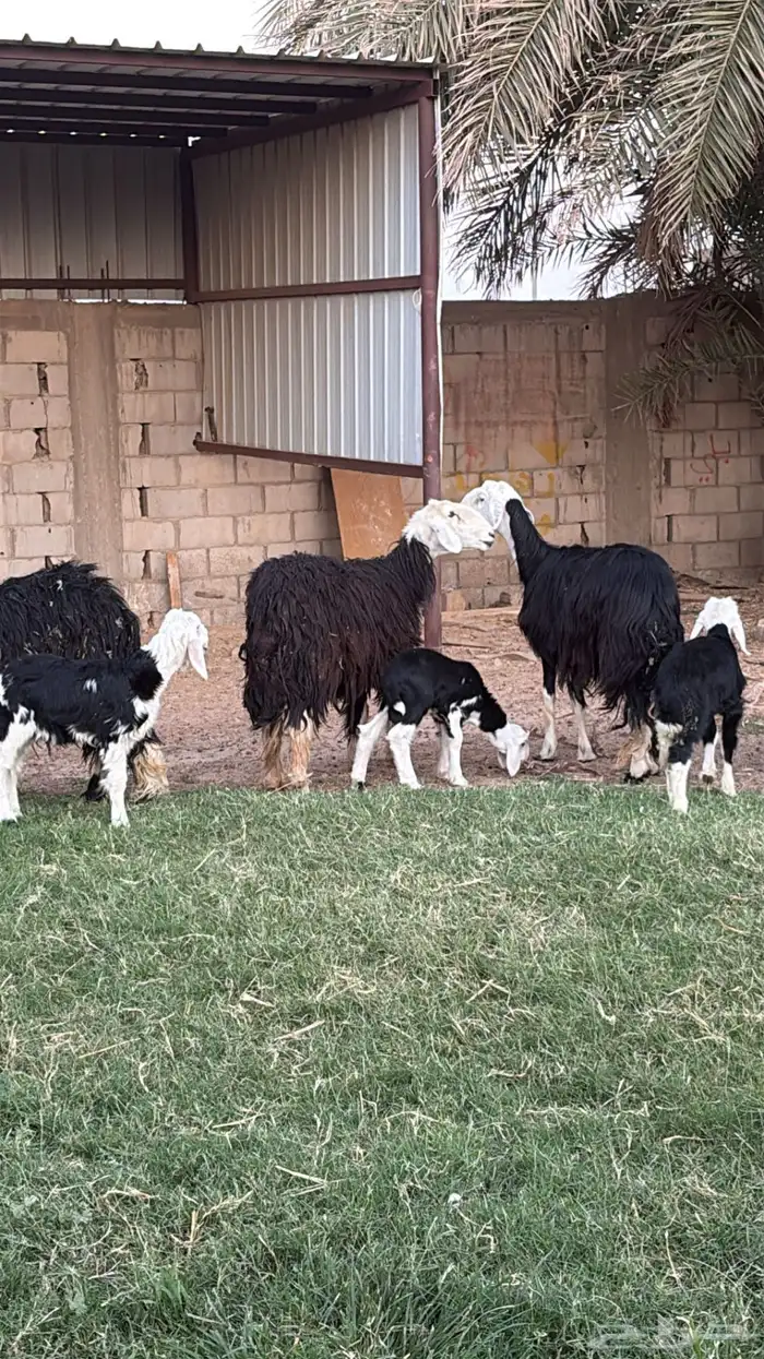 نعاج نجد ولد للبيع (تيماء ) 3