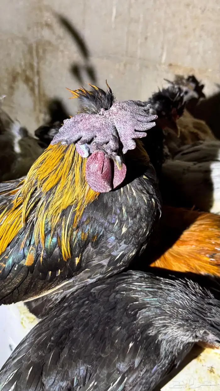 دجاج كويتي حباحب مشكل 79