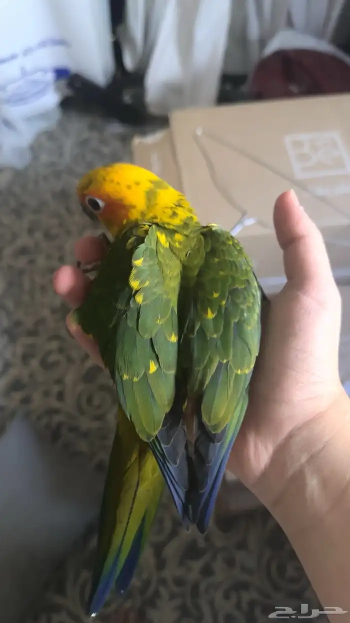 فرخ صن كنيور 1