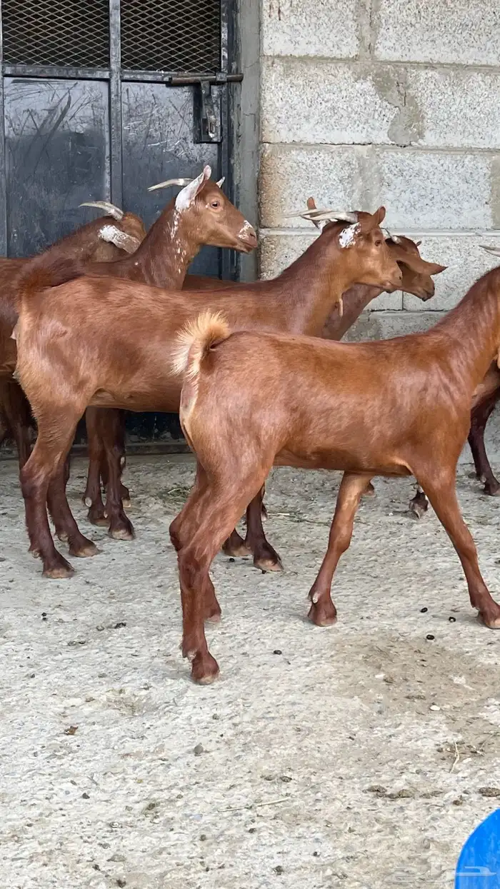 جفار دهم عدد 7 ( تم البيع ) 9