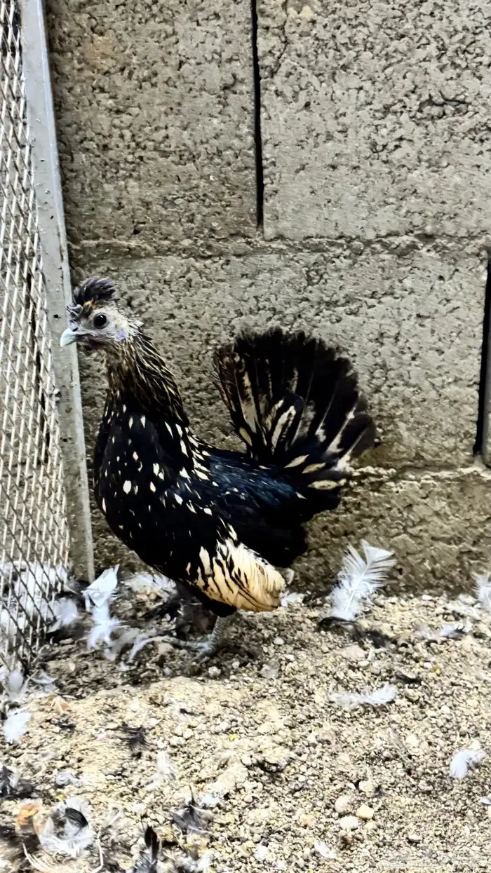 دجاج كويتي حباحب مشكل 67