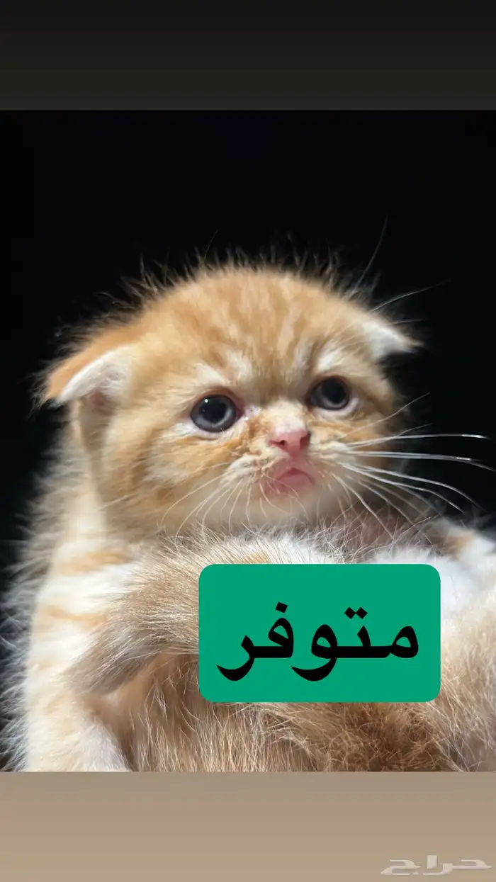 قطط كيتن سكوتش يوجد ذكور للتزاوج 13