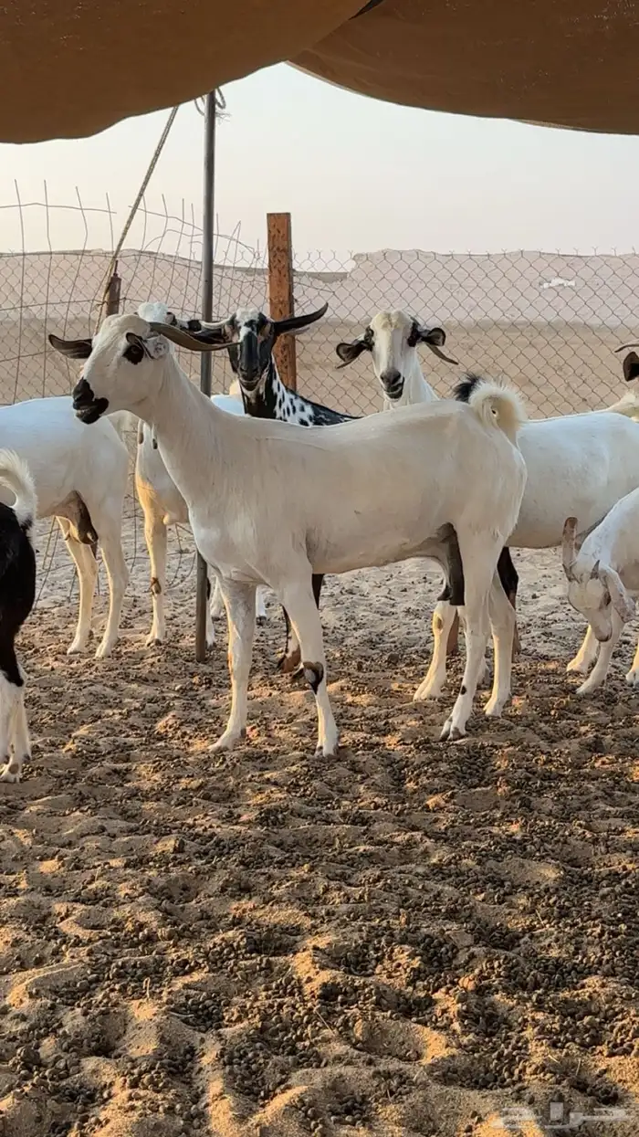 معزا بيشيات ولاد ودفيع صنف الصنف 4