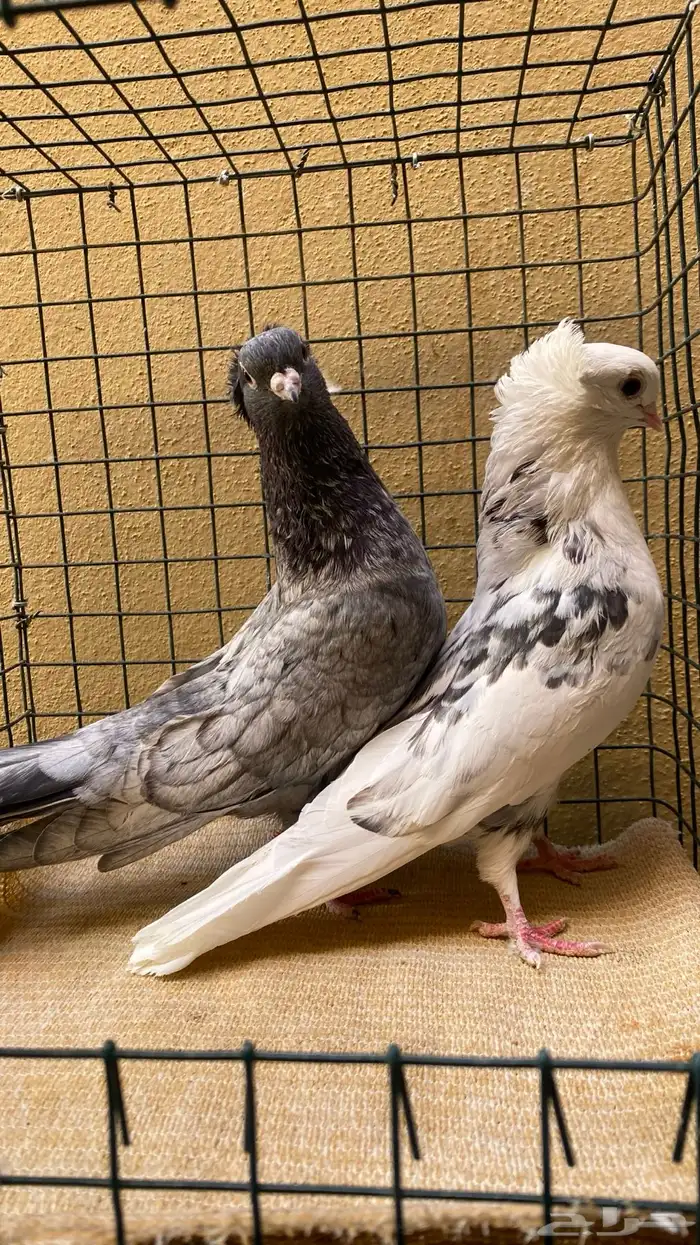 للبيع قطايف وقنادي الخرج 4