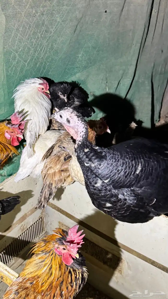 دجاج كويتي حباحب مشكل 74