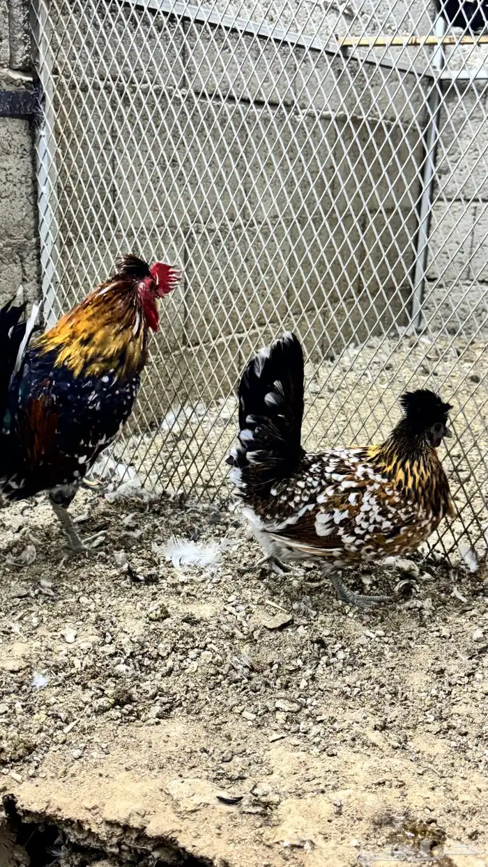 دجاج كويتي حباحب مشكل 43