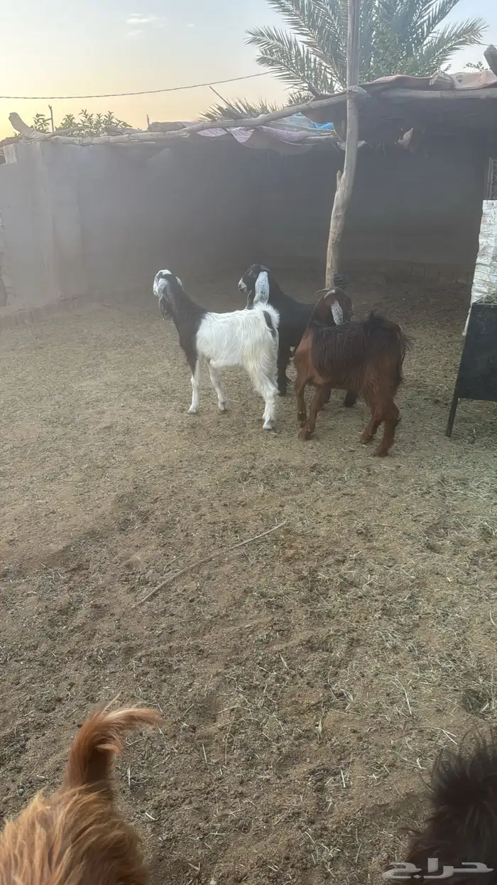 جفار عوارض للبيع 7