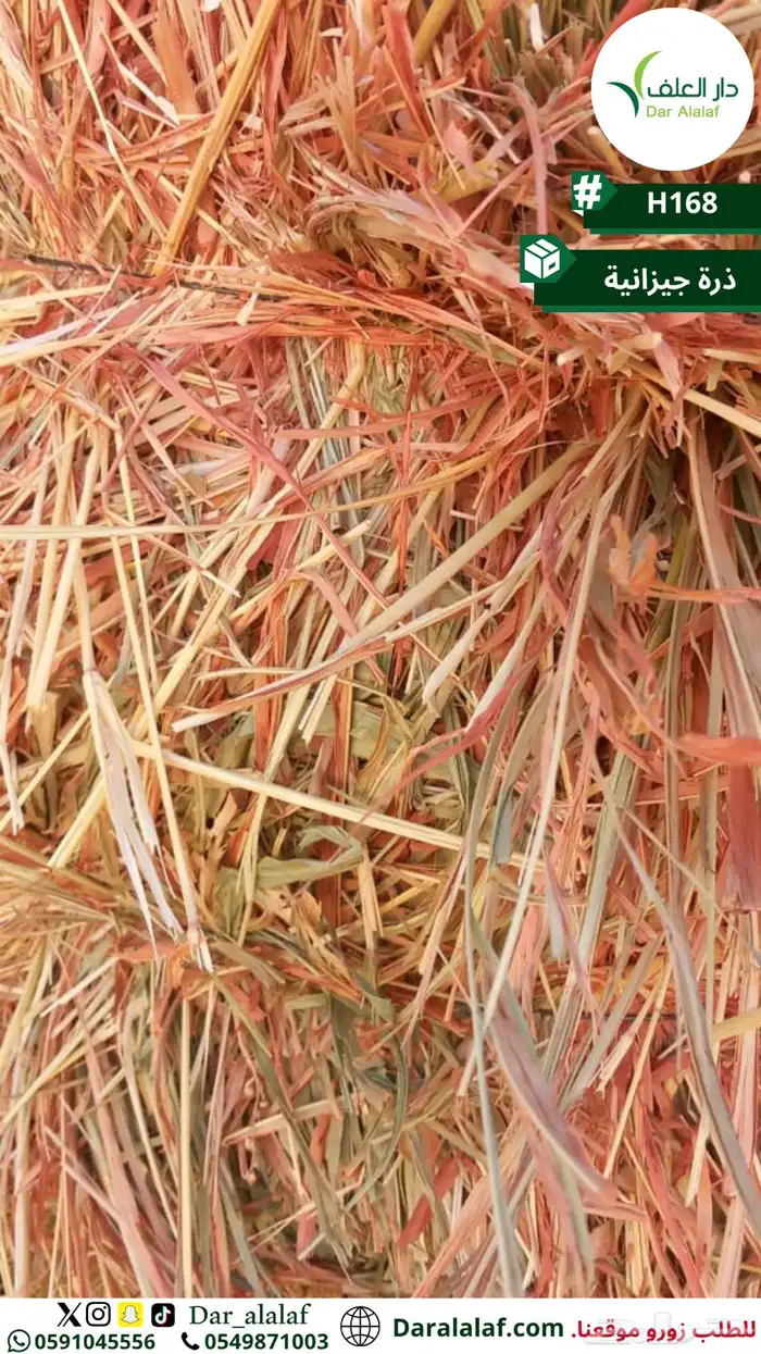 ذرة جيزانية 0