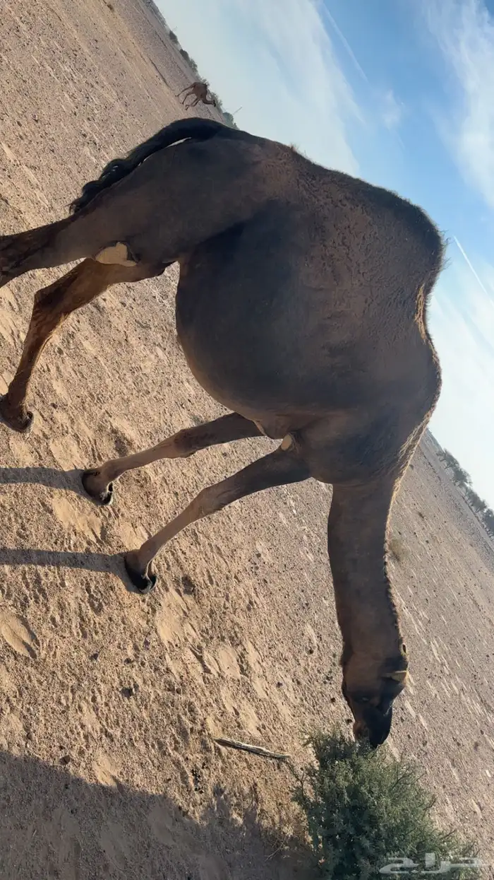 اللقحه حمراء حرقانه 1