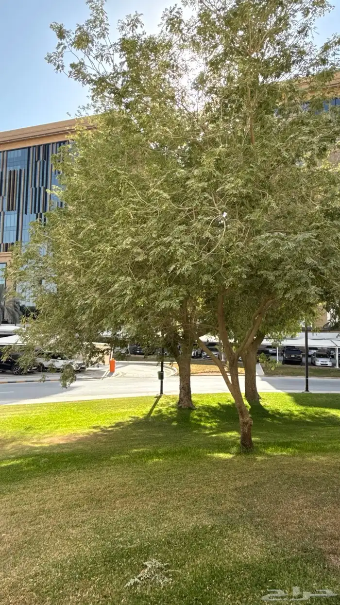 مطلوب معلم قهوة سعودي وشاي 0