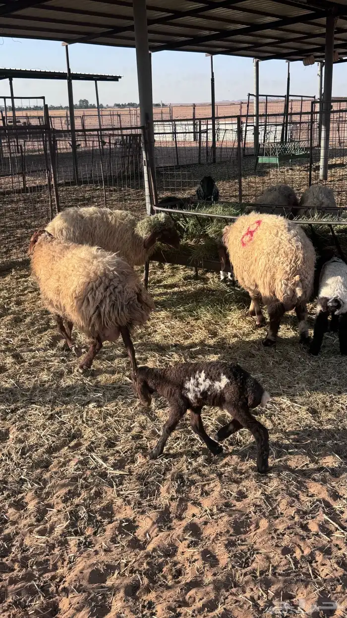 غنم مواليد نعيم 3