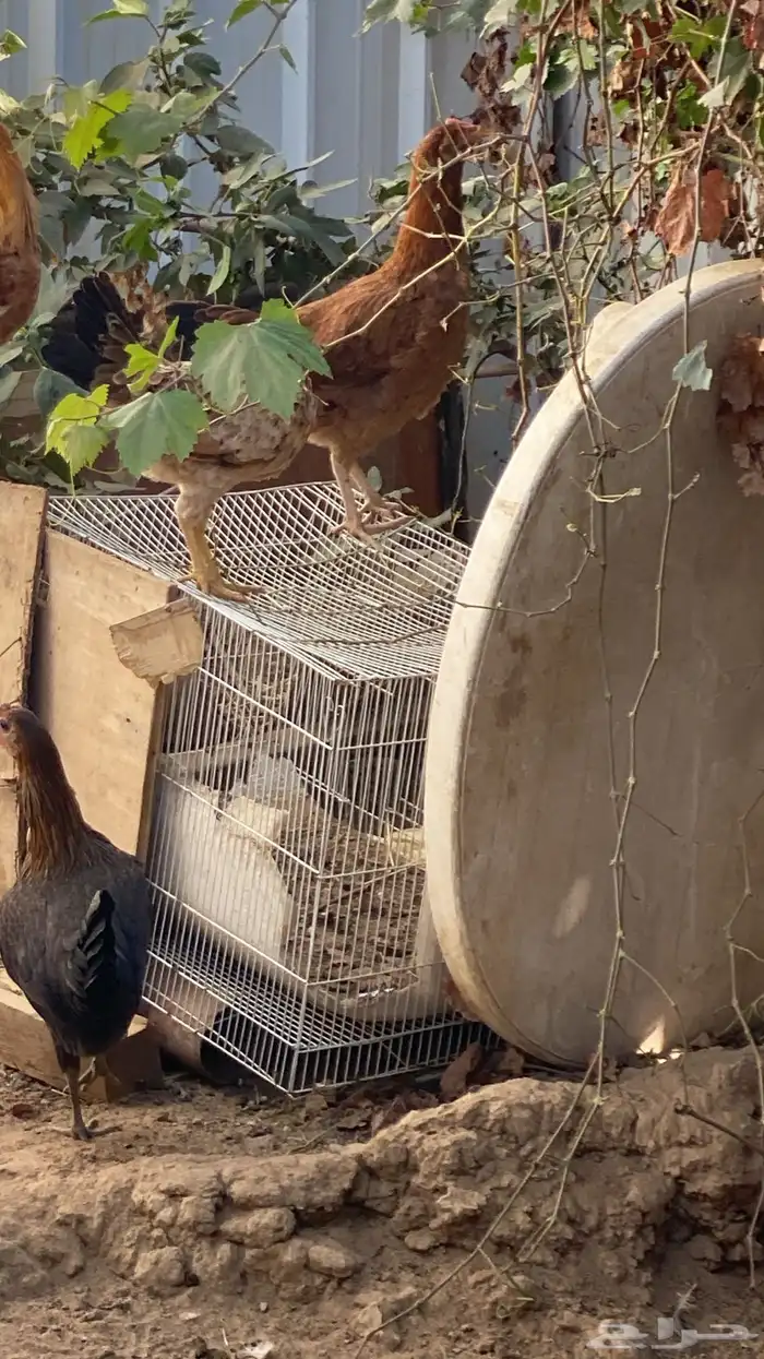 دجاج بلدي للبيع 3