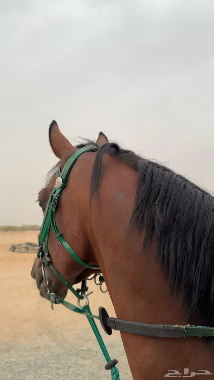 حصان للبيع و البيع سمح 4