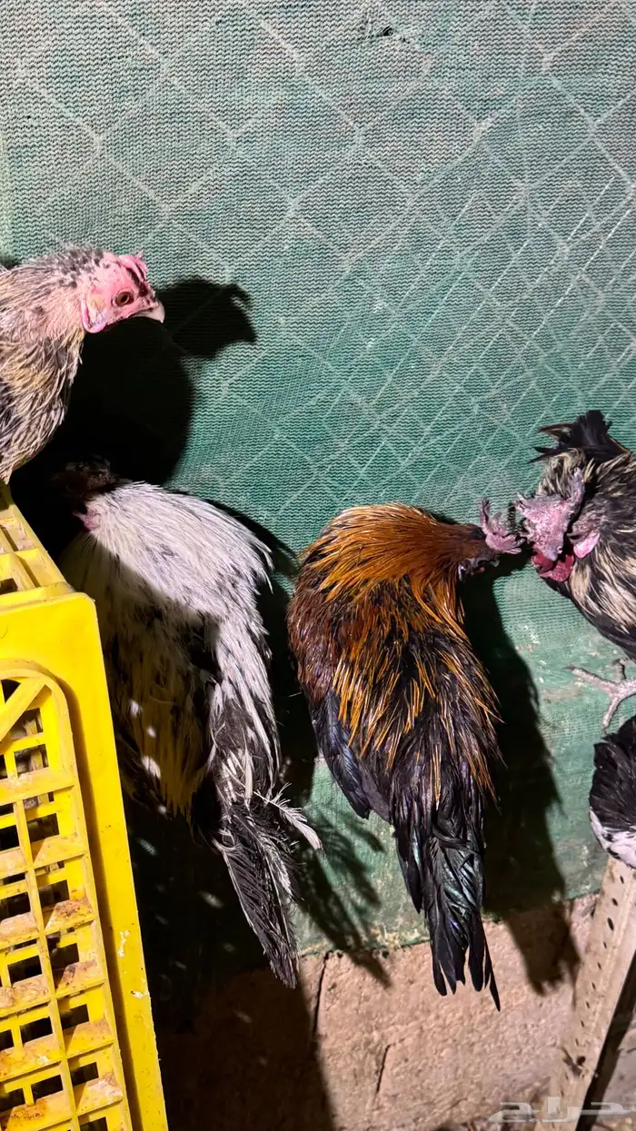 دجاج كويتي حباحب مشكل 72