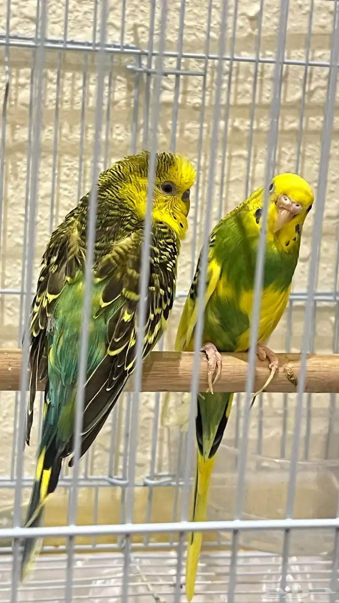 جوز طيور للبيع مع ملحقاتها 0