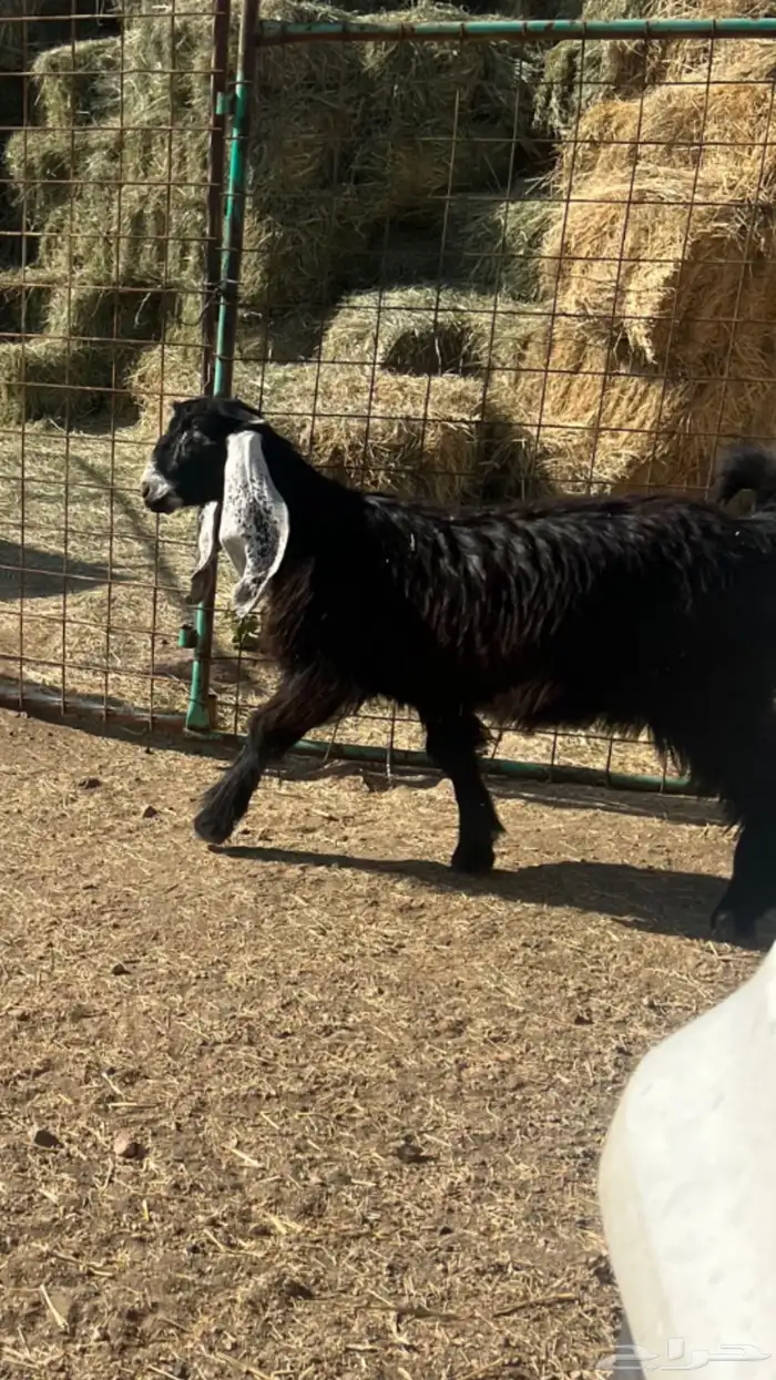 معزاء عوارض للبيع دفيع 0