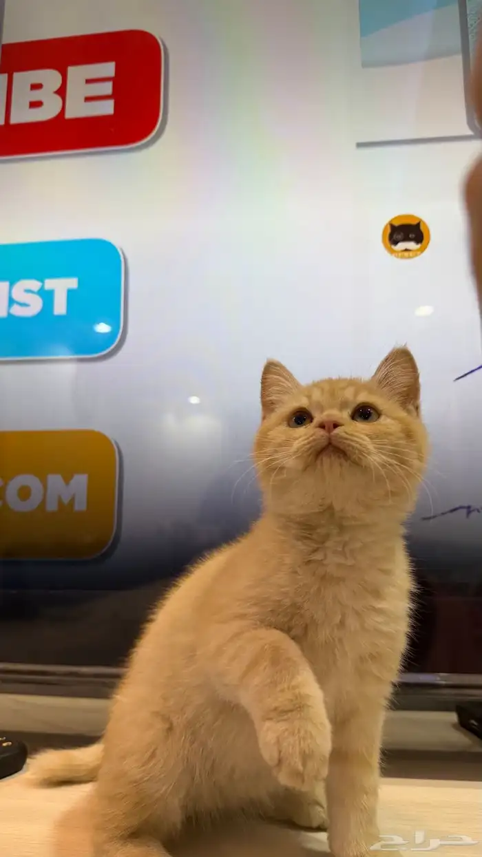 قط شيرازي ذكر 8