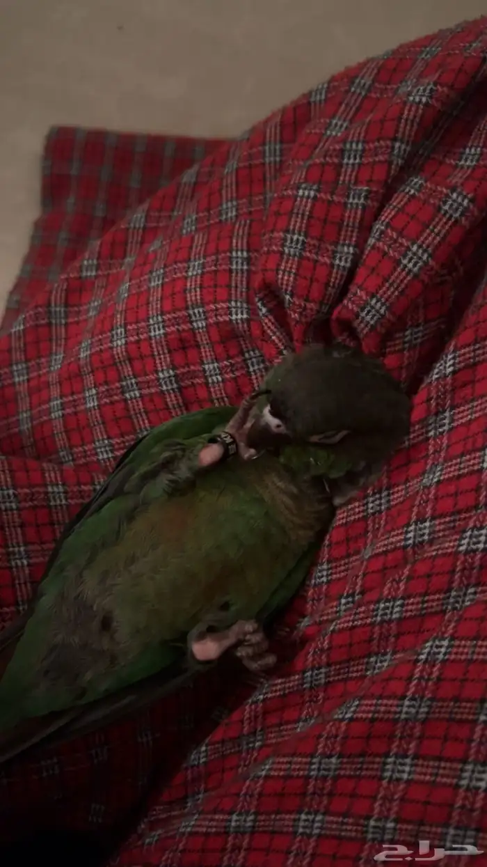 ببغاء كنيور قرين شيك للبيع 0