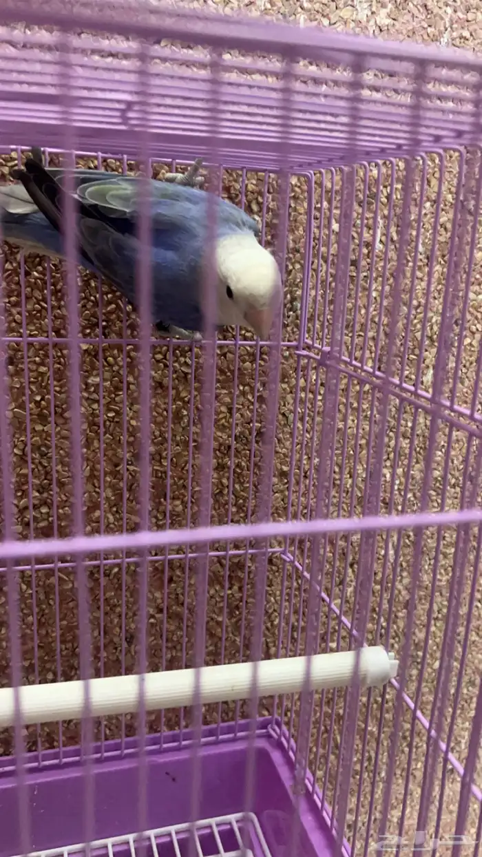 للبيع روز ذكر منتج 0