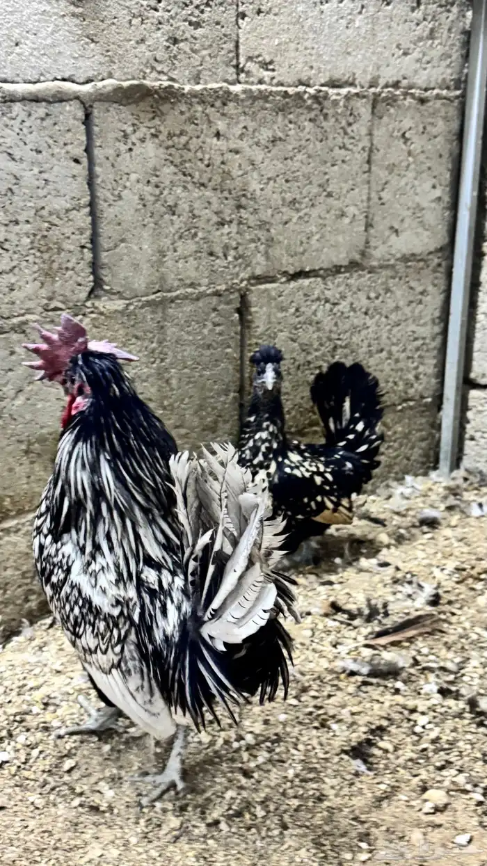 دجاج كويتي حباحب مشكل 63