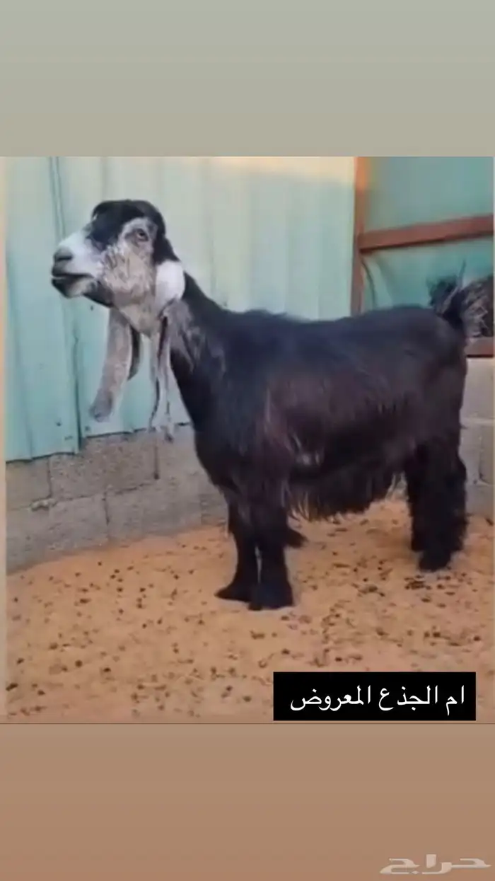 للبيع جذع 6 شهور نادر صنف 1