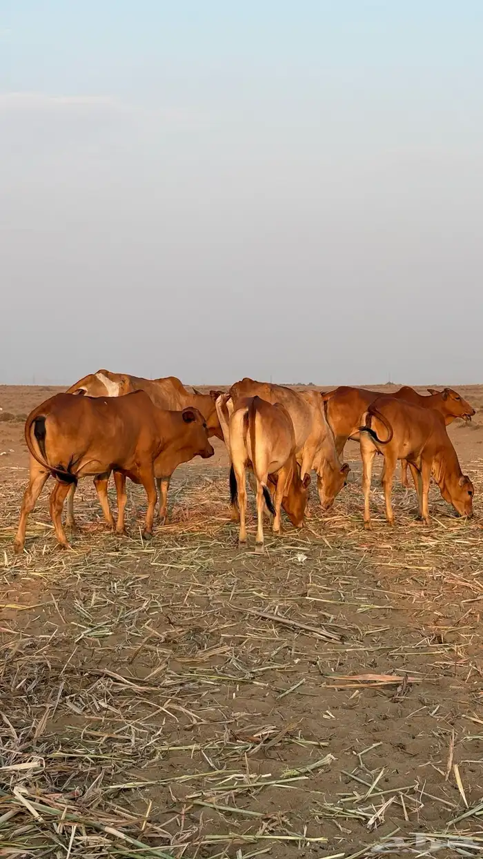 للبيع بقر رعويات مراح واحد 0