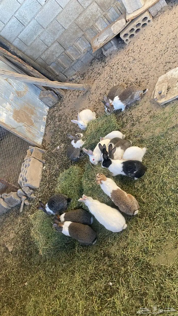 ارانب بلديه وفرنسيه 3