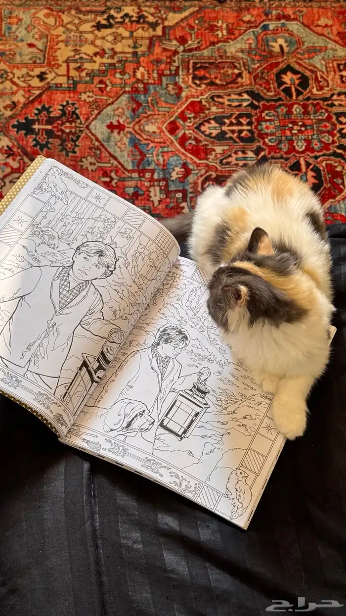 قطة انثى للبيع 8