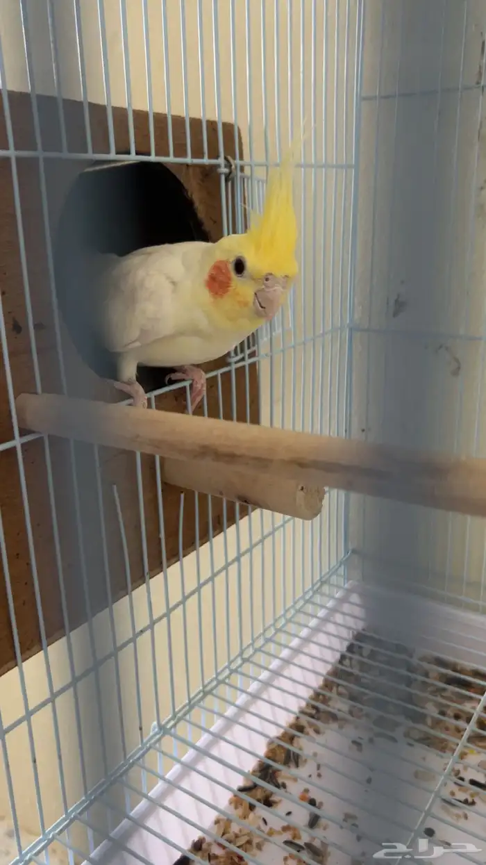 جوز كروان منتج 1