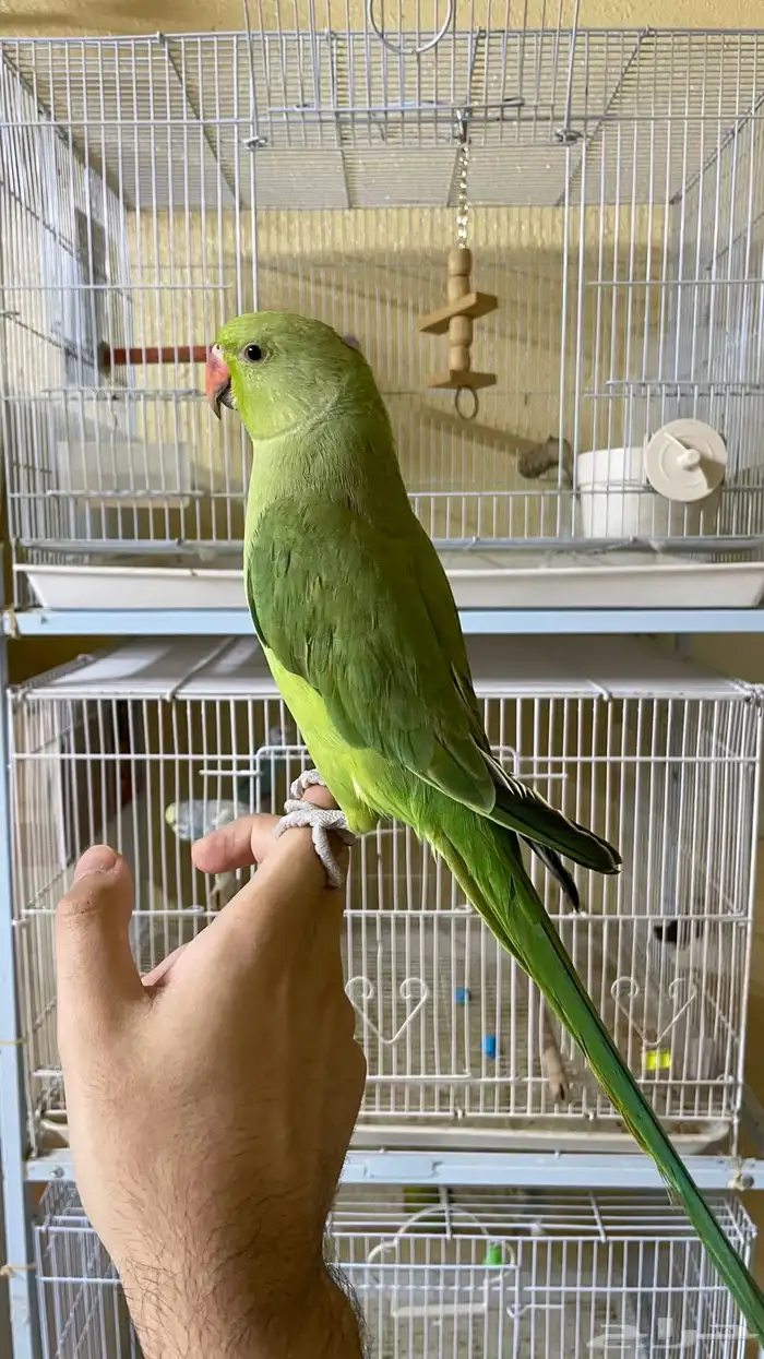 ببغاء دره اليف و متكلم 3